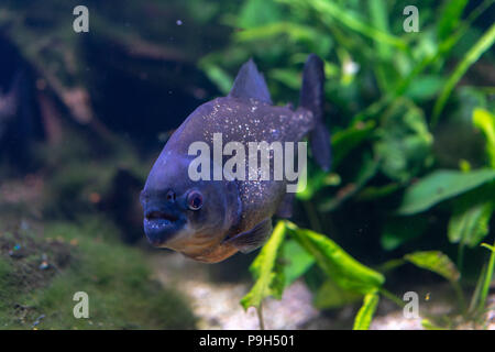 Pygocentrus nattereri also know as red bellied Piranham, amazonian fish Stock Photo