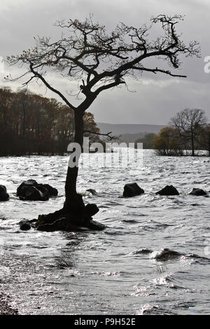 A lone tree in silouhette against a cold loch and a grey, cloudy sky, with line of rocks leading into the water on the Eastern bank of Loch Lomond Stock Photo