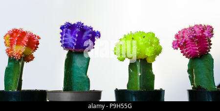 four small colorful cactuses lined up on a white background Stock Photo