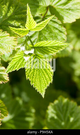 raspberry flower buds growing in spring in a garden UK Stock Photo - Alamy