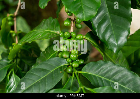 Arabian coffee beans (Coffea arabica), green, growing on plant - Davie, Florida, USA Stock Photo