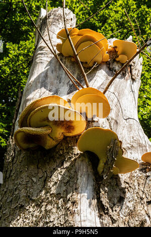 Large, yellow and brown, flat fungus growing on the side of a tree on the Isle of Bute, Scotland. Stock Photo