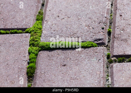old pedestrian tile and grass with moss growing through the joints of tiles, close-up photo Stock Photo