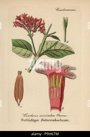 Red cinchona and quina, Cinchona pubescens (Cinchona succirubra). Handcoloured copperplate engraving from Dr. Willibald Artus' Hand-Atlas sammtlicher mediinisch-pharmaceutischer Gewachse, (Handbook of all medical-pharmaceutical plants), Jena, 1876. Stock Photo