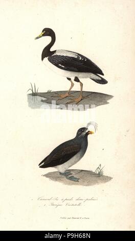 Magpie goose, Anseranas semipalmata, and crested auklet, Aethia cristatella. Handcoloured copperplate engraving from Rene Primevere Lesson's Complements de Buffon, Pourrat Freres, Paris, 1838. Stock Photo