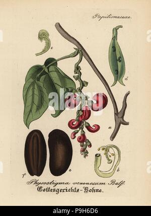 Calabar bean or ordeal bean, Physostigma venenosum. Handcoloured ...