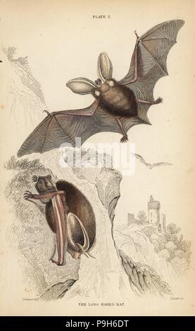 Long-eared bat, Plecotus auritus (vulnerable). Handcoloured steel engraving by Lizars after an illustration by James Stewart from William Jardine's Naturalist's Library, Edinburgh, 1836. Stock Photo