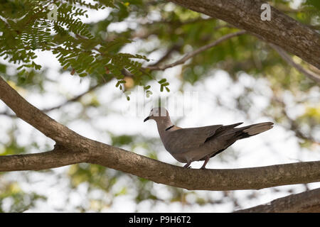 A wild adult Eurasian collared-dove, Streptopelia decaocto, Cayo Largo, Cuba. Stock Photo