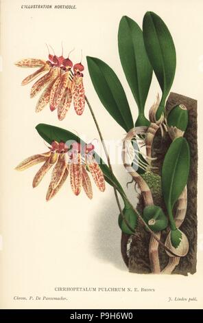 Bulbophyllum longiflorum orchid (Cirrhopetalum pulchrum). Chromolithograph by Pieter de Pannemaeker from Jean Linden's l'Illustration Horticole, Brussels, 1885. Stock Photo