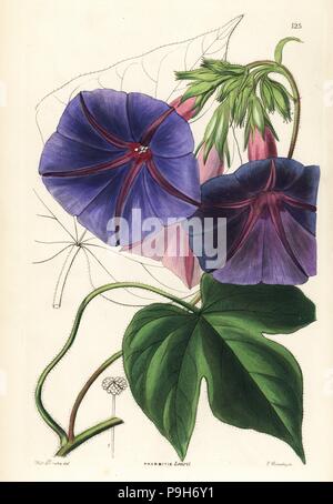 Blue morning glory, Ipomoea indica (Lear's gaybine, Pharbitis learii). Handcoloured copperplate engraving by G. Barclay after Miss Sarah Drake from John Lindley and Robert Sweet's Ornamental Flower Garden and Shrubbery, G. Willis, London, 1854. Stock Photo