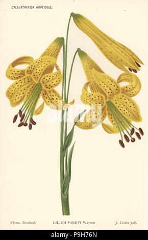 Lemon lily, Lilium parryi. Chromolithograph by Stroobant from Jean Linden's l'Illustration Horticole, Brussels, 1885. Stock Photo