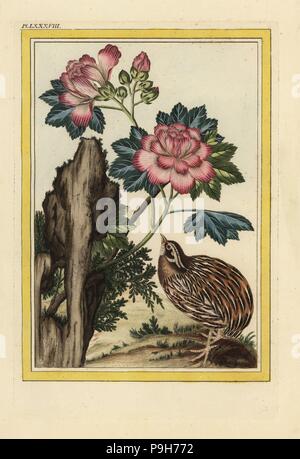 La Mauve en Arbre a fleurs doubles, rouge et rayees de blanc. Hibiscus syriacus and quail, Coturnix species. Handcoloured etching from Pierre Joseph Buchoz' Collection precieuse et enluminee des fleurs les plus belles et les plus curieuses, qui se cultivent tant dans les jardins de la chine, que dans ceux de l'Europe, Paris, 1776. Stock Photo