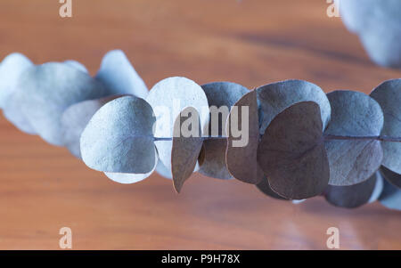 Eucalyptus leaves on wooden table Stock Photo