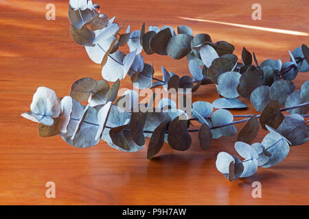 Eucalyptus leaves on wooden table Stock Photo