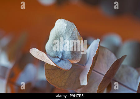Eucalyptus leaves on wooden table Stock Photo