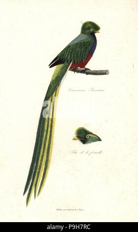 Pavonine quetzal, Pharomachrus pavoninus (Trogon pavoninus). Head of female. Handcoloured copperplate engraving from Rene Primevere Lesson's Complements de Buffon, Pourrat Freres, Paris, 1838. Stock Photo