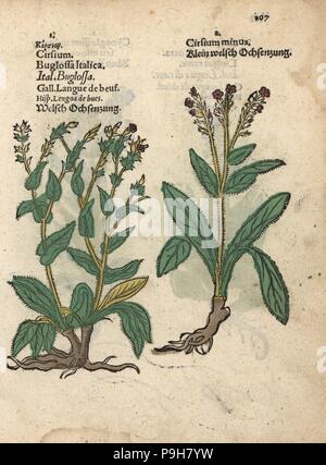 Italian bugloss species, Anchusa azurea. Handcoloured woodblock engraving of a botanical illustration from Adam Lonicer's Krauterbuch, or Herbal, Frankfurt, 1557. This from a 17th century pirate edition or atlas of illustrations only, with captions in Latin, Greek, French, Italian, German, and in English manuscript. Stock Photo