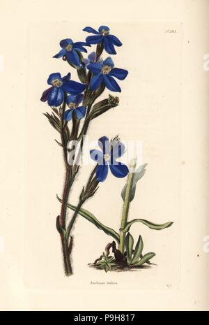 Garden anchusa or Italian bugloss, Anchusa azurea (Anchusa italica). Handcoloured copperplate engraving by George Cooke from Conrad Loddiges' Botanical Cabinet, Hackney, 1828. Stock Photo