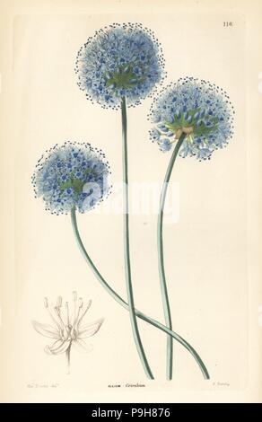 Blue leek, Allium caeruleum. Handcoloured copperplate engraving by G ...