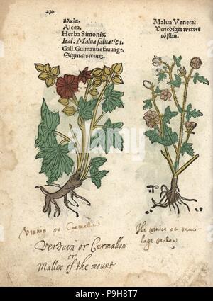 Greater musk-mallow, Malva alcea. Handcoloured woodblock engraving of a botanical illustration from Adam Lonicer's Krauterbuch, or Herbal, Frankfurt, 1557. This from a 17th century pirate edition or atlas of illustrations only, with captions in Latin, Greek, French, Italian, German, and in English manuscript. Stock Photo
