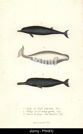 Sowerby's beaked whale, Mesoplodon bidens, beluga whale, Delphinapterus leucas, and South Asian river dolphin, Platanista gangetica (endangered). Handcoloured copperplate engraving from Rene Primevere Lesson's Complements de Buffon, Pourrat Freres, Paris, 1838. Stock Photo