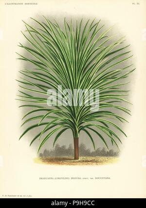 Mountain cabbage tree, Cordyline indivisa var. doucetiana (Dracaena indivisa).  Drawn and chromolithographed by Pieter de Pannemaeker from Jean Linden's  l'Illustration Horticole, Brussels, 1888 Stock Photo - Alamy