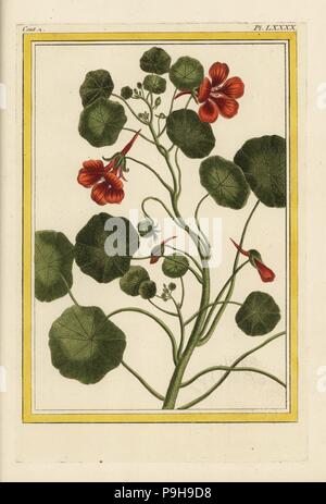 Garden Nasturtium Tropaeolum Majus Handcoloured Botanical Drawn And Engraved By Pierre Bulliard From His Own Flora Parisiensis 1776 Paris P F Didot Pierre Bulliard 1752 1793 Was A Famous French Botanist Who Pioneered