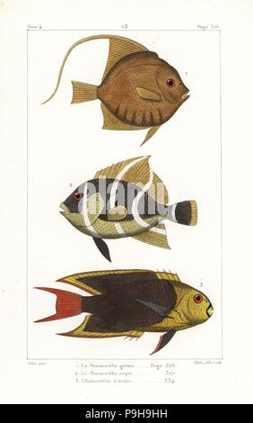 Moorish idol, Zanclus cornutus, grey angelfish, Pomacanthus arcuatus, and rock beauty, Holacanthus tricolor. Handcoloured copperplate engraving by Plee Jr. after an illustration by Jean-Gabriel Pretre from Bernard Germain de Lacepede's Natural History of Oviparous Quadrupeds, Snakes, Fish and Cetaceans, Eymery, Paris, 1825. Stock Photo