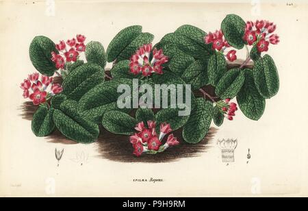 Mayflower or trailing arbutus, Epigaea repens (red-flowered epigaea, Epigaea repens var. rubicunda). Handcoloured copperplate engraving after J. T. Hart from John Lindley and Robert Sweet's Ornamental Flower Garden and Shrubbery, G. Willis, London, 1854. Stock Photo