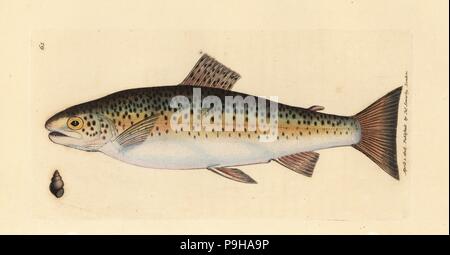 Brown trout, Salmo trutta fario (Gillaroo trout, Salmo fario). Handcoloured copperplate engraving by James Sowerby from The British Miscellany, or Coloured figures of new, rare, or little known animal subjects, London, 1804. Stock Photo