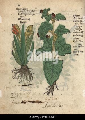 Stinking iris, Iris foetidissima, and greater burdock, Arctium lappa. Handcoloured woodblock engraving of a botanical illustration from Adam Lonicer's Krauterbuch, or Herbal, Frankfurt, 1557. This from a 17th century pirate edition or atlas of illustrations only, with captions in Latin, Greek, French, Italian, German, and in English manuscript. Stock Photo