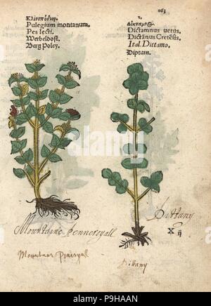Wild thyme, Thymus serpyllum, and dittany of Crete, Origanum dictamnus. Handcoloured woodblock engraving of a botanical illustration from Adam Lonicer's Krauterbuch, or Herbal, Frankfurt, 1557. This from a 17th century pirate edition or atlas of illustrations only, with captions in Latin, Greek, French, Italian, German, and in English manuscript. Stock Photo