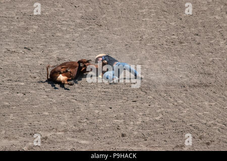 Steer Wrestling at the Calgary Stampede Rodeo, Stampede Grounds, Calgary, Alberta, Canada Stock Photo