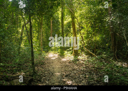 trail in the bamboo thickets tropical jungles of South East Asia. walking path among tall exotic trees in the jungle Stock Photo