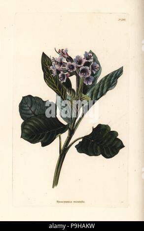 Oriental henbane, Physochlaina orientalis (Hyoscyamus orientalis). Handcoloured copperplate engraving by George Cooke from Conrad Loddiges' Botanical Cabinet, Hackney, 1828. Stock Photo