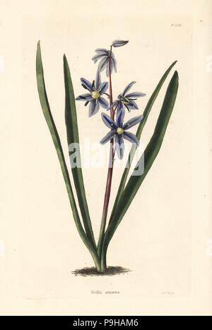Squill, Scilla amoena. Handcoloured copperplate engraving by George Cooke from Conrad Loddiges' Botanical Cabinet, Hackney, 1825. Stock Photo
