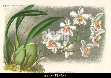 Rossioglossum krameri orchid (Odontoglossum krameri). Chromolithograph by Pieter de Pannemaeker from Jean Linden's l'Illustration Horticole, Brussels, 1885. Stock Photo