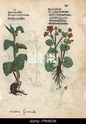 Western dock, Rumex aquaticus, and ox-eye daisy, Leucanthemum vulgare. Handcoloured woodblock engraving of a botanical illustration from Adam Lonicer's Krauterbuch, or Herbal, Frankfurt, 1557. This from a 17th century pirate edition or atlas of illustrations only, with captions in Latin, Greek, French, Italian, German, and in English manuscript. Stock Photo