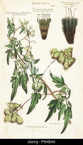 Balloon plant or smooth heart-seed, Cardiospermum halicacabum, close-leaved fern fork-moss, Dicranum osmundioides, and brown fork-moss, Dicranum fuscescens. Handcoloured copperplate engraving after Sydenham Edwards from John Mason Good's Pantologia, a New Encyclopedia, G. Kearsley, London, 1813. Stock Photo