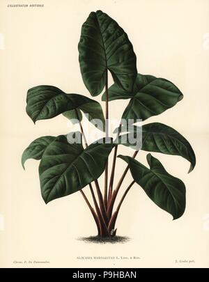 Alocasia puber foliage plant (Alocasia margaritae). Chromolithograph by Pieter de Pannemaeker from Jean Linden's l'Illustration Horticole, Brussels, 1885. Stock Photo