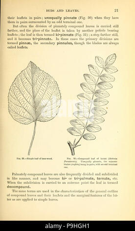 . A manual of the medical botany of North America [microform]. Botany ...