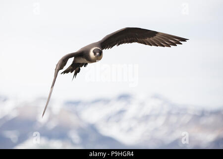 Parasitic Jaeger (Arctic Skua) in flight, Svalbard Stock Photo