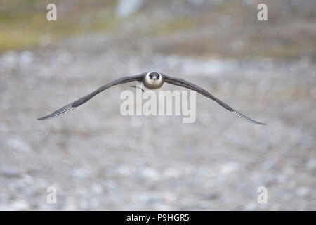 Parasitic Jaeger (Arctic Skua) in flight, Svalbard Stock Photo