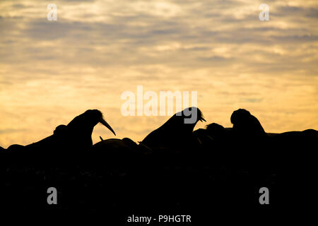 Walrus in the sunset, Lågøya, Svalbard Stock Photo