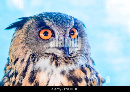 Eurasian eagle-owl. Bubo bubo Stock Photo