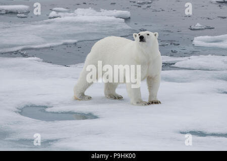 Polar Bear walking on thin sea ice near Svalbard