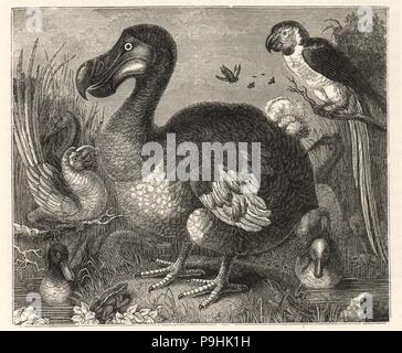 Painting of the dodo and other ducks, macaws and rail drawn from life ...