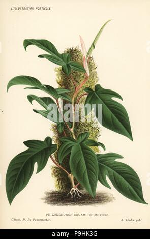 curry leaf plant Curry Leaf Plant in 10