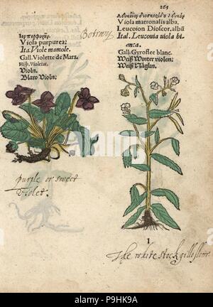 Sweet violet, Viola purpurea, and dame's violet, Matthiola incana. Handcoloured woodblock engraving of a botanical illustration from Adam Lonicer's Krauterbuch, or Herbal, Frankfurt, 1557. This from a 17th century pirate edition or atlas of illustrations only, with captions in Latin, Greek, French, Italian, German, and in English manuscript. Stock Photo