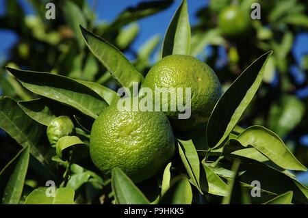 Mandarin orange tree with a pair of green fruits Stock Photo